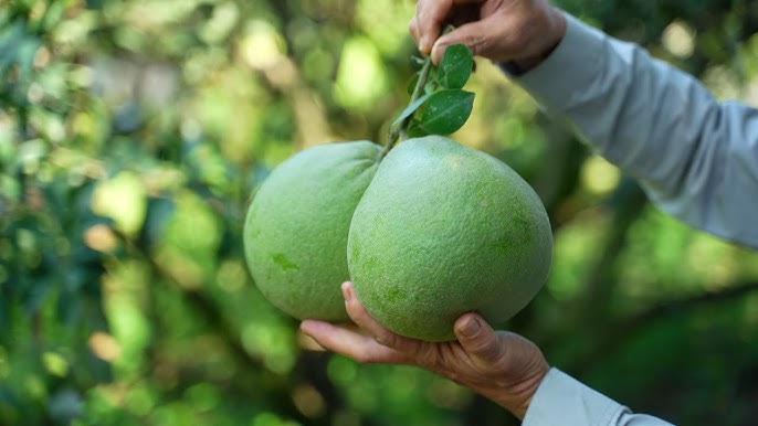 Nghệ nhân chăm sóc bưởi